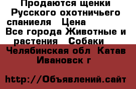 Продаются щенки Русского охотничьего спаниеля › Цена ­ 25 000 - Все города Животные и растения » Собаки   . Челябинская обл.,Катав-Ивановск г.
